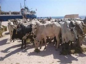 ميناء سفاجا