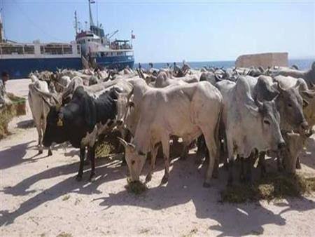 ميناء سفاجا