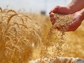 توريد القمح
