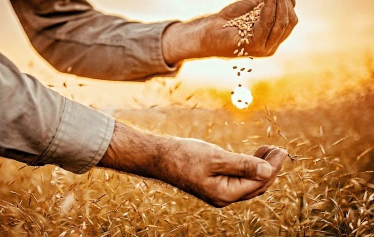 الأمن الغذائي